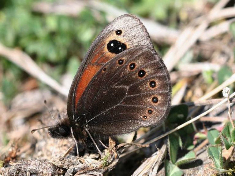 Afra dalmata